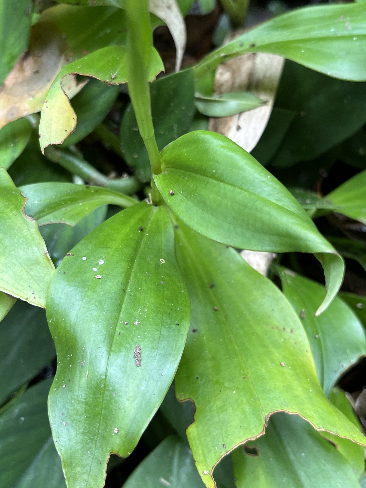 Goodyera procera — ảnh 3