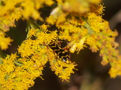 Megacyllene robiniae