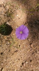 Ipomoea ternifolia leptotoma