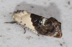 Hypertropha chlaenota