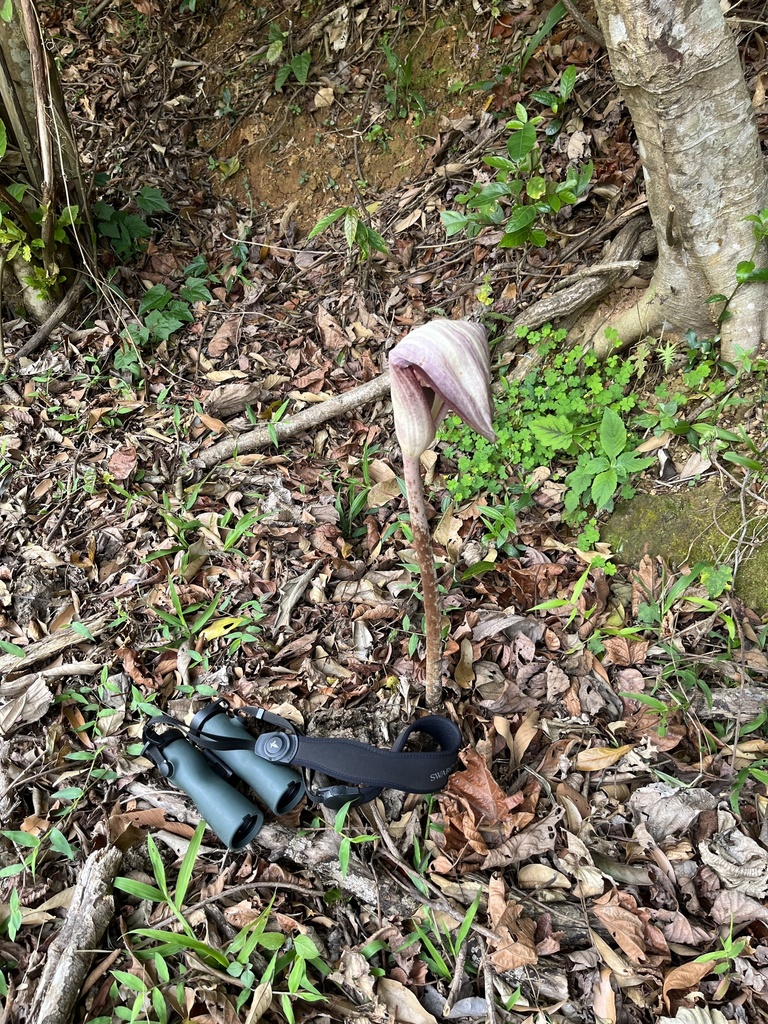 Amorphophallus kachinensis (Amorphophallus kachinensis)