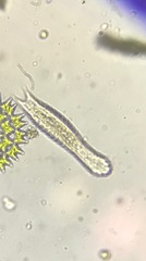 Gastrotricha