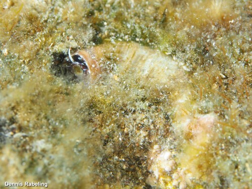 Vermetus adansonii