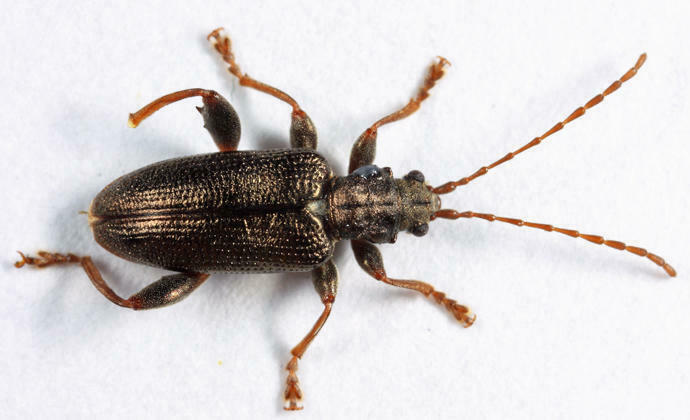 Tuberculate reed beetle