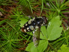 Sericomyia lata