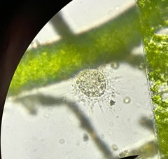 Heliozoa