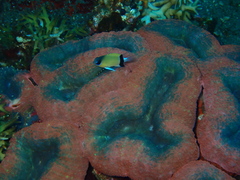 Pycnochromis retrofasciatus