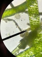 Heliozoa