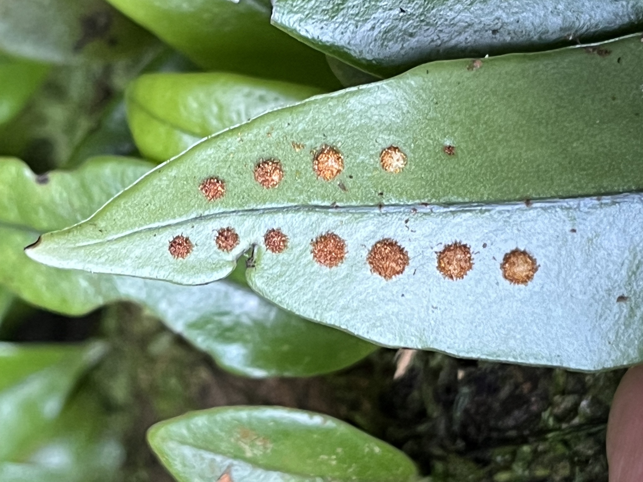Lepisorus rostratus (Lepisorus rostratus)