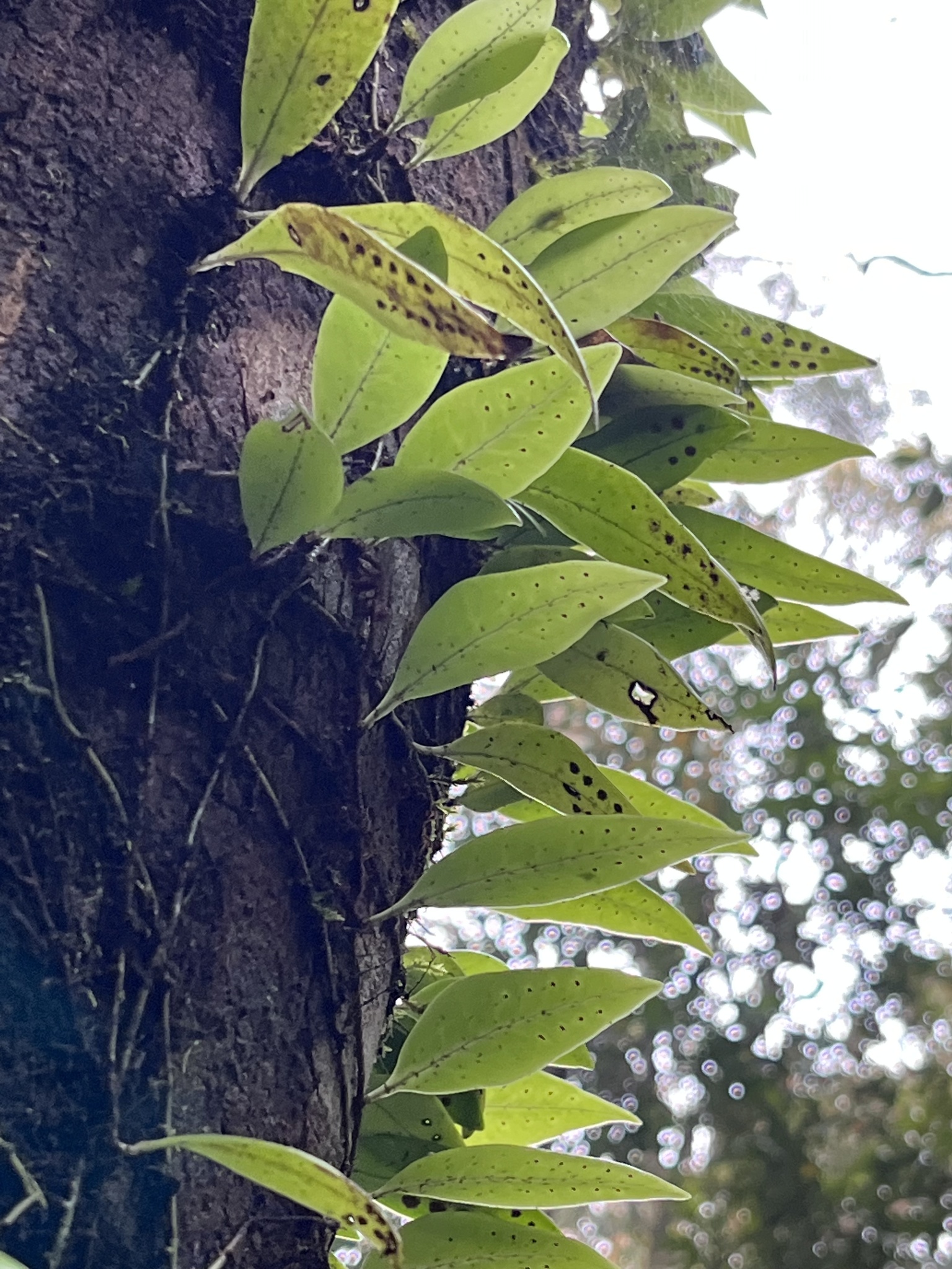 Lepisorus rostratus — ảnh 3
