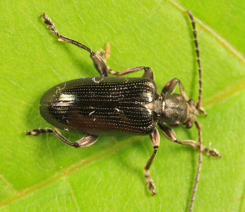 Plateumaris nitida (Germar, 1811)