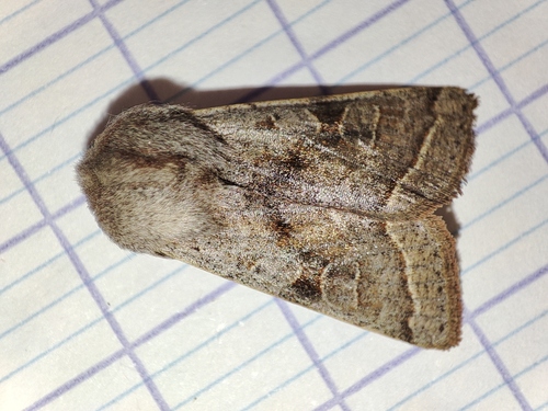 Orthosia opima