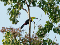 Ramphastos sulfuratus image