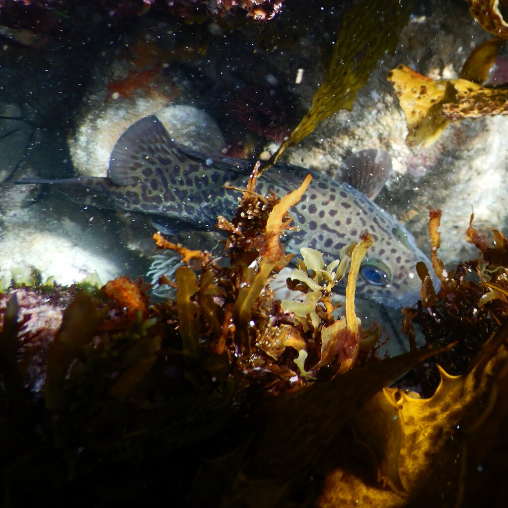 Leopard Perch