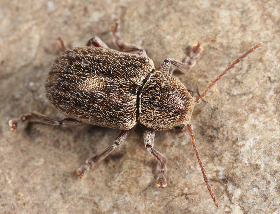 Glyptoscelis pubescens