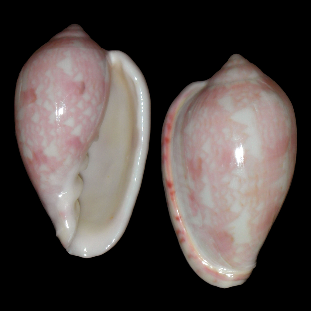 Marginella senegalensis
