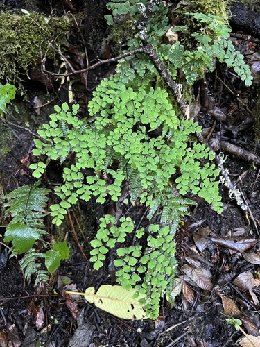 Adiantum tenerum image