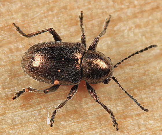 Graphops curtipennis