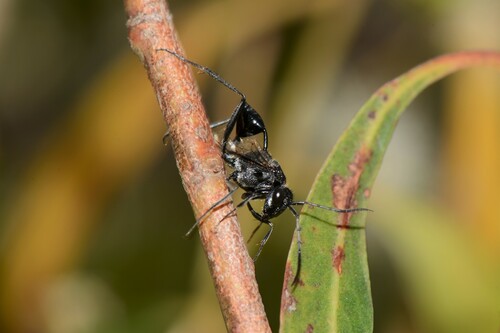 Acanthinevania