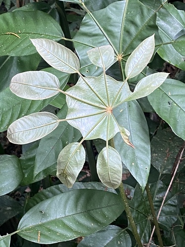 Trevesia burckii, photograph 2