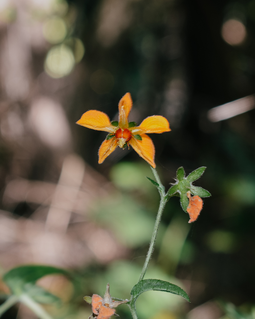 Loasa sclareifolia