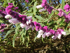 Salvia leucantha