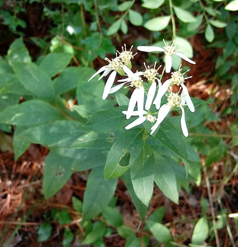 Southern Whitetop (doellingeria Sericocarpoides) · Inaturalist