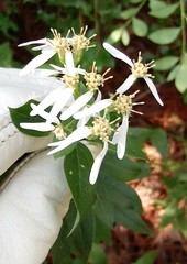 Doellingeria sericocarpoides