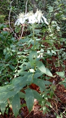 Doellingeria sericocarpoides