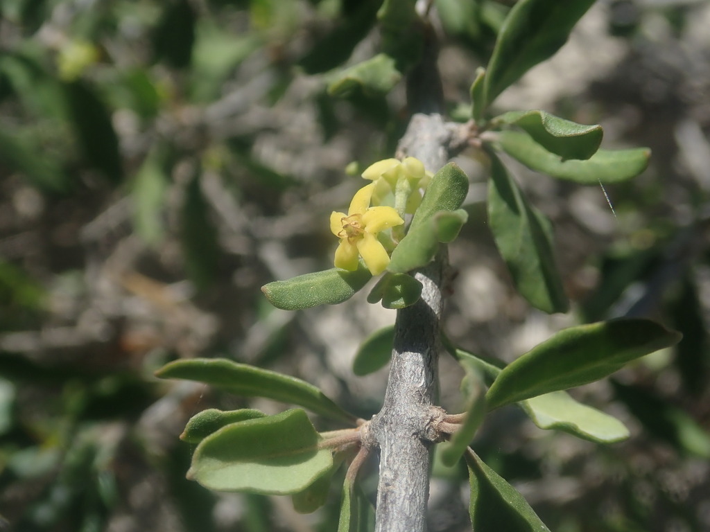Secamone falcata
