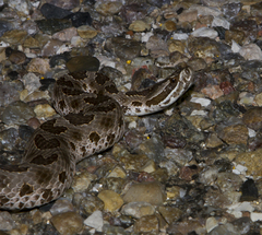 Sistrurus tergeminus