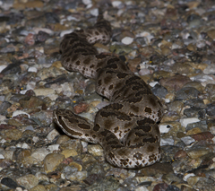 Sistrurus tergeminus