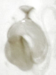 Ptinella taylorae