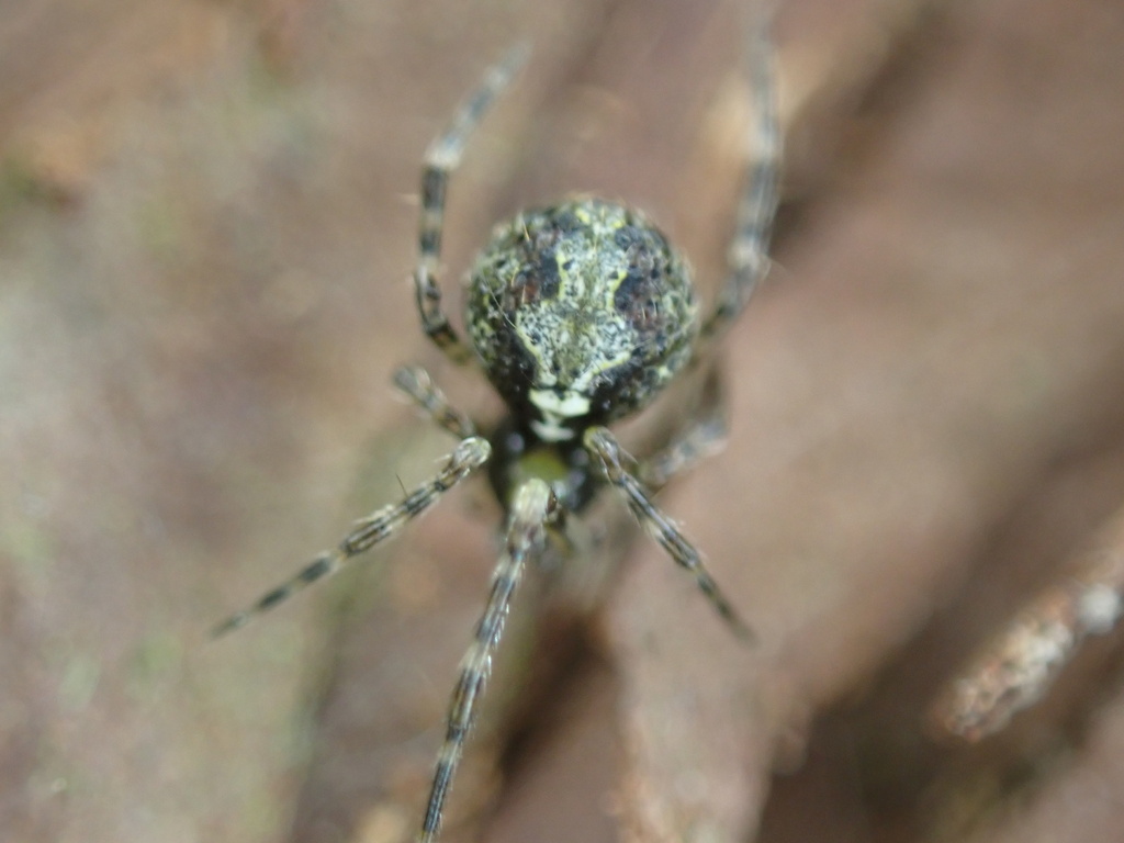 Yunohamella subadulta