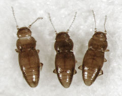 Ptinella taylorae