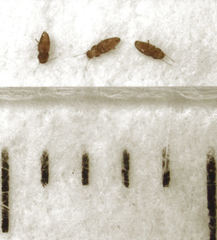 Ptinella taylorae