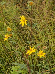Helianthus occidentalis