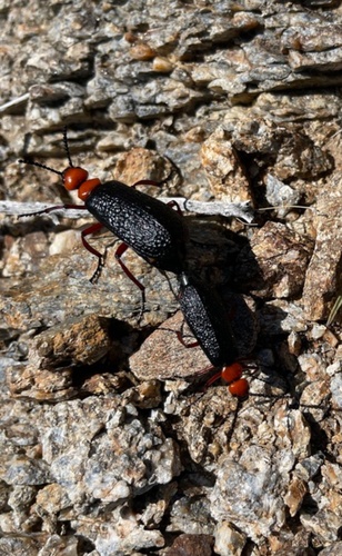 Master Blister Beetle photo 3