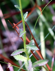 Lobelia brevifolia