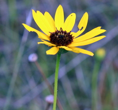 Helianthus heterophyllus