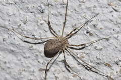 Opilio saxatilis