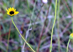 Helianthus heterophyllus