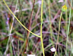 Helianthus heterophyllus