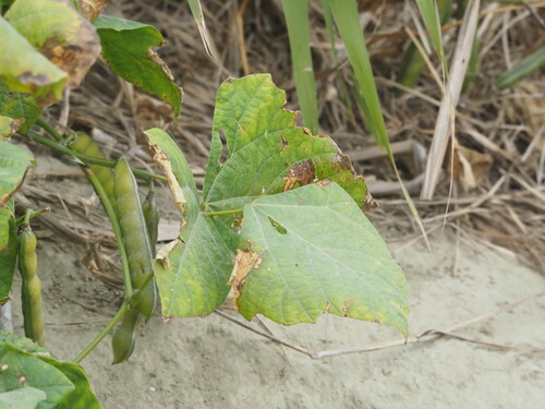 Image of Pachyrhizus erosus by no rights reserved