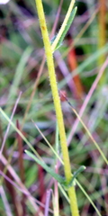 Helianthus heterophyllus