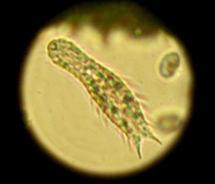 Chaetonotus