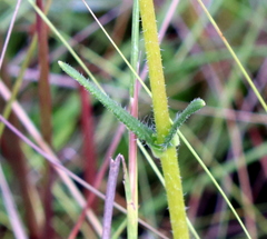 Helianthus heterophyllus