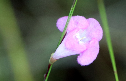 Image of Agalinis filicaulis by (c) Lauren McLaurin, some rights reserved (CC BY)