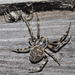 Siltahämähäkki - Photo (c) Pascal Dubois, osa oikeuksista pidätetään (CC BY-NC), uploaded by Pascal Dubois