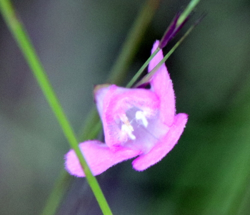 Image of Agalinis filicaulis by (c) Lauren McLaurin, some rights reserved (CC BY)